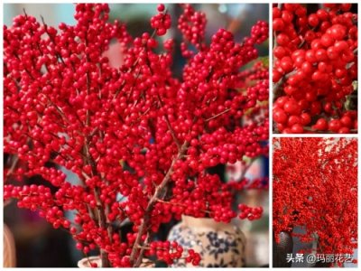 ​年味十足，27种红彤彤热销年宵花，你喜欢哪一种？