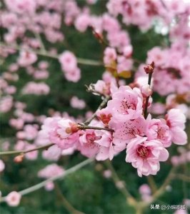 ​一刻放松游，简介不同季节成都周边赏花地方