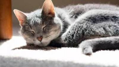 ​冬日“晴”歌大放送  洗晒出游两相宜