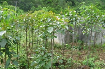 ​来自林间的美人——香果树