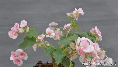 图集：美得令人窒息的秋海棠新品种，全部都已获得授权