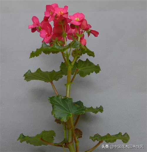 图集：美得令人窒息的秋海棠新品种，全部都已获得授权