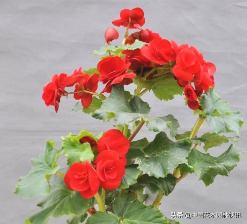 图集：美得令人窒息的秋海棠新品种，全部都已获得授权