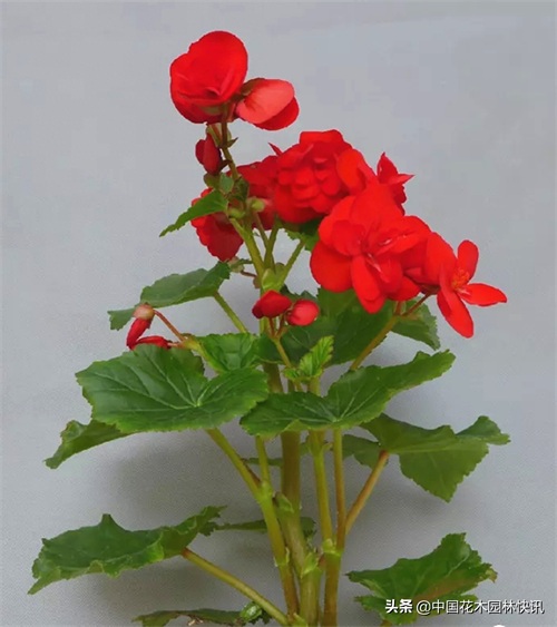 图集：美得令人窒息的秋海棠新品种，全部都已获得授权