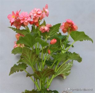 ​图集：美得令人窒息的秋海棠新品种，全部都已获得授权