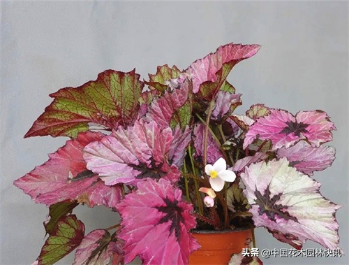 图集：美得令人窒息的秋海棠新品种，全部都已获得授权