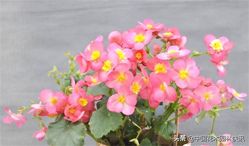 图集：美得令人窒息的秋海棠新品种，全部都已获得授权