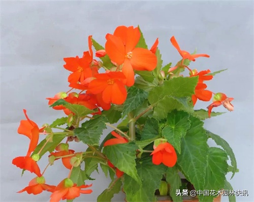 图集：美得令人窒息的秋海棠新品种，全部都已获得授权