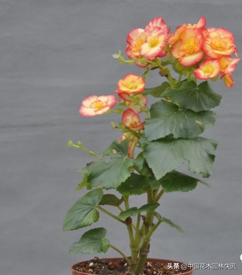 图集：美得令人窒息的秋海棠新品种，全部都已获得授权