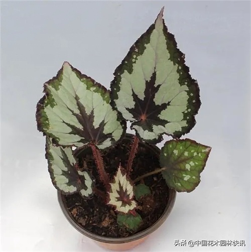 图集：美得令人窒息的秋海棠新品种，全部都已获得授权