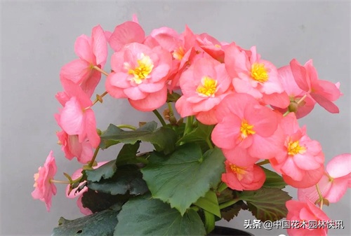 图集：美得令人窒息的秋海棠新品种，全部都已获得授权