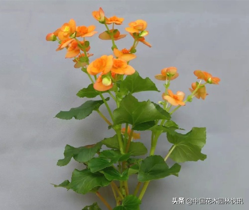 图集：美得令人窒息的秋海棠新品种，全部都已获得授权