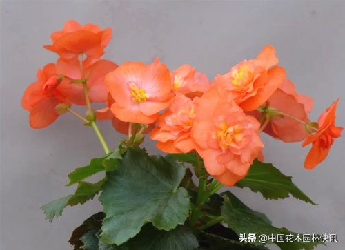 图集：美得令人窒息的秋海棠新品种，全部都已获得授权