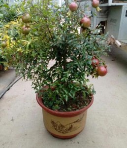 ​超实用的，家居养植盆栽石榴小技巧