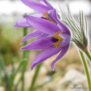 ​揭秘紫萱草：神秘的花卉传说与科学真相