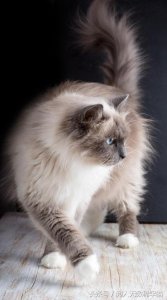 ​美猫欣赏之西伯利亚森林猫