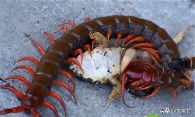 ​女娲十巫：发生在汉武帝时期的巫蛊之祸，大臣丙吉保护了皇室独苗