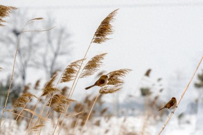 ​30本高质量校园短文合集，你都看了吗？