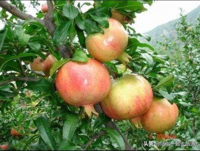 ​淮北10大土特产，都是身边的产品，没想到都这么出名！