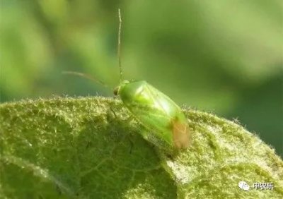 ​开春果园被忽视的小虫——绿盲蝽