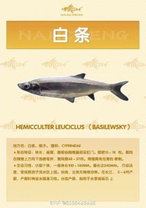​白条鱼营养价值