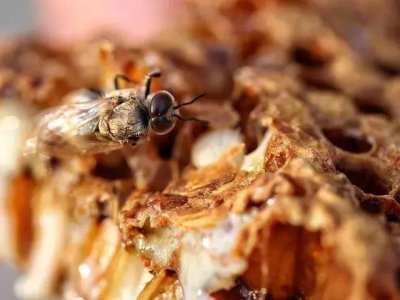 ​中国蜂产品行业影响力十大品牌新鲜出炉，百姓选好蜜不再纠结