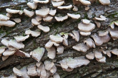 ​四川攀枝花十大特产排行榜，国胜茶叶，一定值得您品尝！