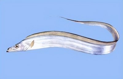 ​带鱼为什么一上岸就死了呢