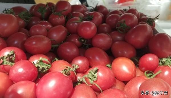 小西红柿和圣女果有什么区别-（小西红柿和圣女果有什么区别）(图3)