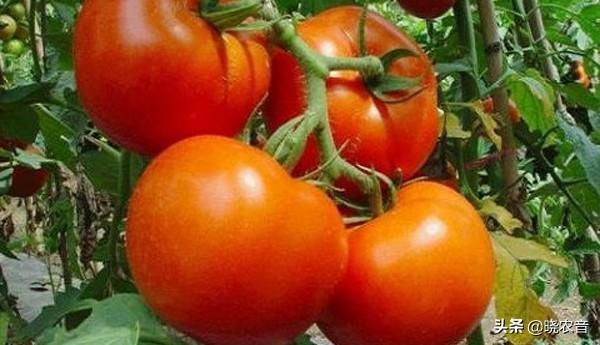 小西红柿和圣女果有什么区别-（小西红柿和圣女果有什么区别）(图1)