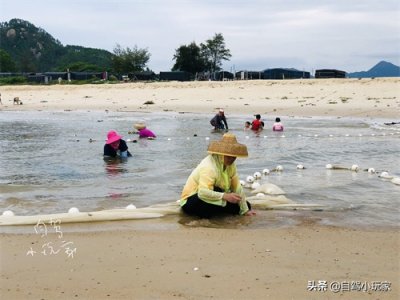 ​惠州野沙滩大汇总：8个野沙滩，人少景美海货多，一个都不能错过