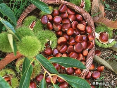 ​板栗怎样存放才好？学会简单4种方法，板栗长时间保鲜不干不变味