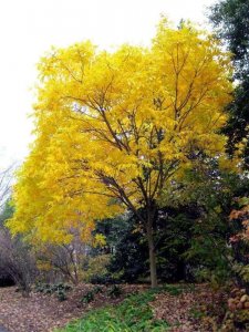 ​常见树木——无患子树