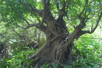 ​金丝楠的魅力：浅谈小叶桢楠的特点及特色，欢迎大家观看