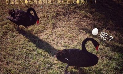 ​嫌疑人偷走71枚黑天鹅蛋