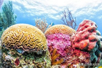 ​世界10大珊瑚礁，五彩斑