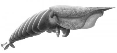 ​寒武纪众生相，世界上