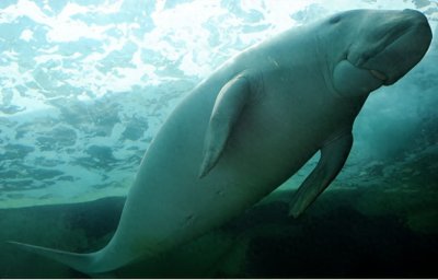 ​惋惜！美人鱼原型“儒