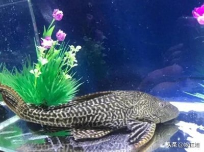 ​5种最脏的鱼，含有大量