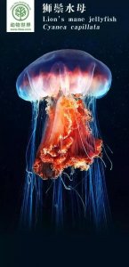 ​动物世界-狮鬃水母 Li