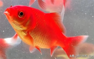 ​金鱼品种大赏：绚丽多