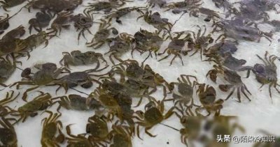 ​2024年2月17日螃蟹大闸蟹