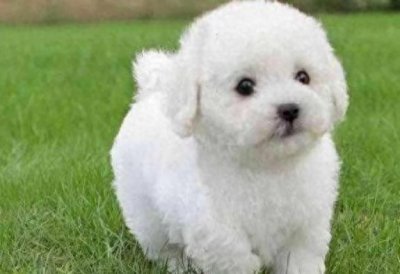 ​特别适合家养的5种狗，