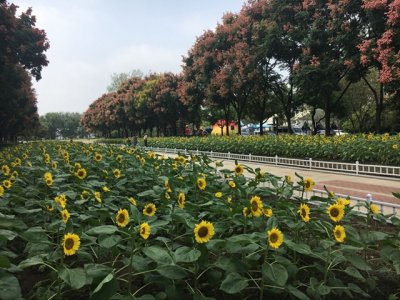 ​两万余株向日葵盛开情侣园，国庆长假去看花