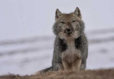 ​青海都兰惊现藏狐！大