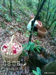 ​广西容县特产，1000块钱