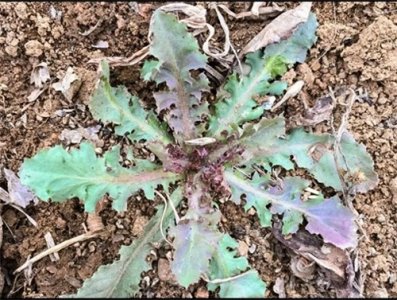 ​苦碟子——大苦菜——