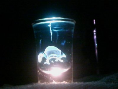 ​水母酒怎么样？水母加