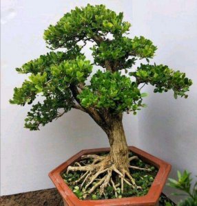 ​用黄杨做盆景，需做好