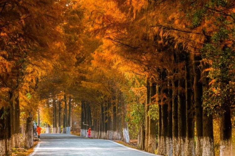 四、白露山国家森林公园